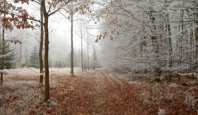 Winterwaldweg - Copyright: music4life/pixabay